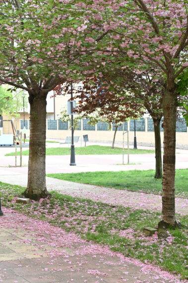 Alquiler de sala multiusos, eventos, cumpleaños, reuniones, actividades